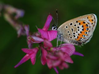 das Mavisi, Esmergz (Plebejus idas)