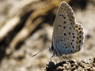 das Mavisi, Esmergz (Plebejus idas)