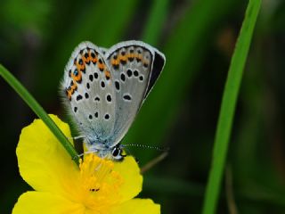 das Mavisi, Esmergz (Plebejus idas)