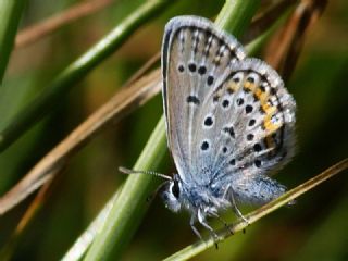 das Mavisi, Esmergz (Plebejus idas)