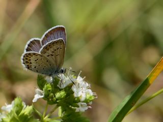 �das Mavisi, Esmerg�z&nbsp;(Plebejus&nbsp;idas)