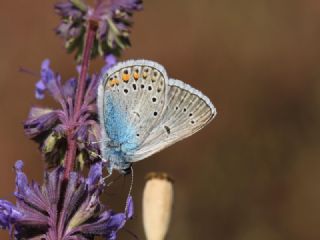 okgzl Amanda (Polyommatus amandus)