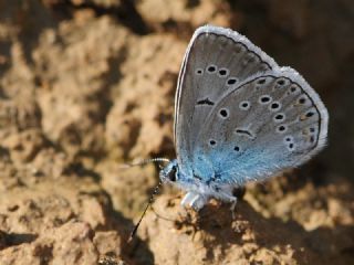 okgzl Amanda (Polyommatus amandus)