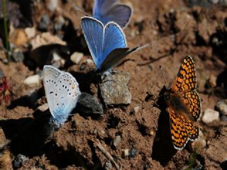 okgzl Amanda (Polyommatus amandus)