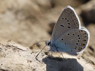 okgzl Amanda (Polyommatus amandus)