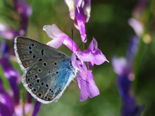 okgzl Amanda (Polyommatus amandus)