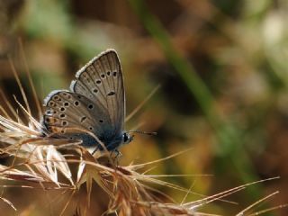 okgzl Amanda (Polyommatus amandus)