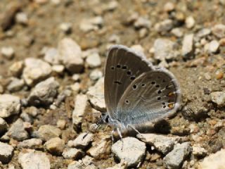 okgzl Amanda (Polyommatus amandus)