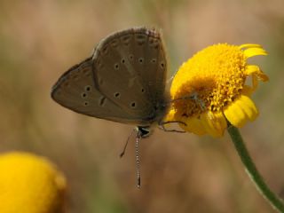 Anormal okgzl (Polyommatus admetus)