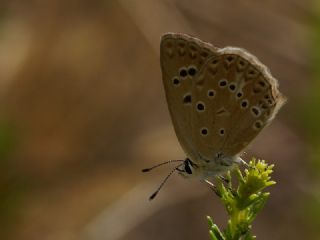 Anormal okgzl (Polyommatus admetus)