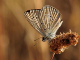 Anormal okgzl (Polyommatus admetus)