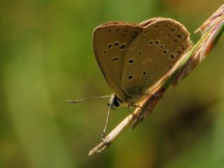 Anormal �okg�zl�&nbsp;(Polyommatus&nbsp;admetus)