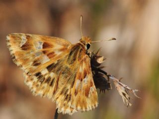 Mermer Zpzp (Carcharodus lavatherae)