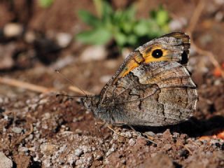 Mersin Kzlmelei (Hipparchia mersina)