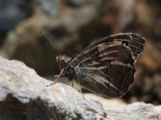 Mersin Kzlmelei (Hipparchia mersina)