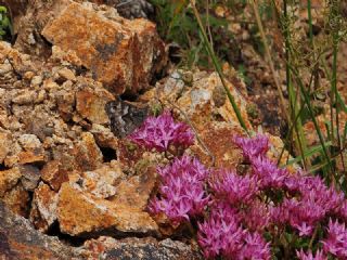 Anadolu Kzlmelei (Hipparchia pellucida)