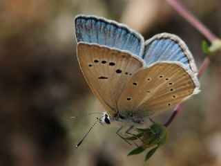 okgzl Carbonell Mavisi (Polyommatus lycius)