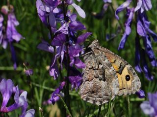 Gney Kzlmelei (Hipparchia senthes)