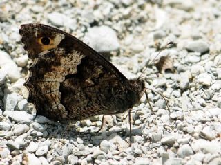 Gney Kzlmelei (Hipparchia senthes)