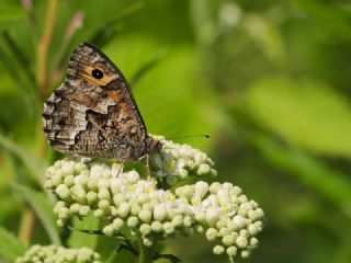 Gney Kzlmelei (Hipparchia senthes)