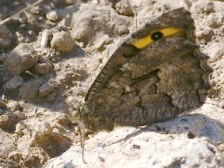 G�ney K�z�lmele�i&nbsp;(Hipparchia&nbsp;senthes)