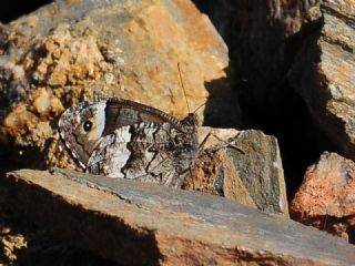 Byk Karamelek (Hipparchia syriaca)