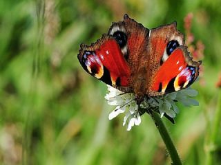 Tavus Kelebe�i&nbsp;(Inachis&nbsp;io)