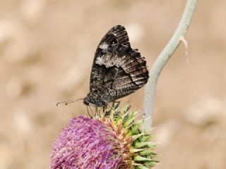 Byk Karamelek (Hipparchia syriaca)
