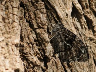 Byk Karamelek (Hipparchia syriaca)
