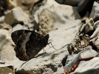 Byk Karamelek (Hipparchia syriaca)