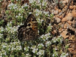 Step Cad�s�&nbsp;(Chazara&nbsp;anthe)