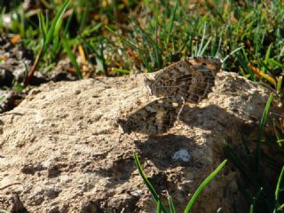 Step Cad�s�&nbsp;(Chazara&nbsp;anthe)