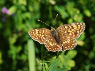 Benekli Byk parhan (Melitaea phoebe)