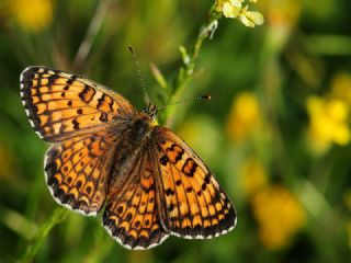 Benekli Byk parhan (Melitaea phoebe)