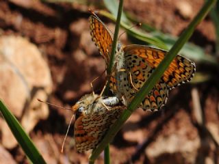 Benekli Byk parhan (Melitaea phoebe)