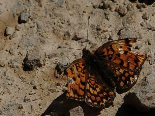 Benekli Byk parhan (Melitaea phoebe)