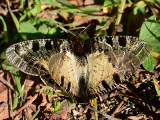 Yalanc Apollo (Archon apollinus)