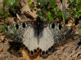 Yalanc� Apollo&nbsp;(Archon&nbsp;apollinus)
