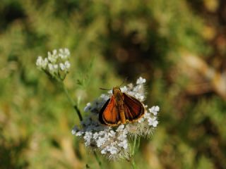 Sar Antenli Zpzp (Thymelicus sylvestris)