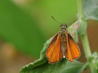 Siyah Antenli Zpzp (Thymelicus lineolus)