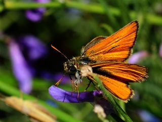 Siyah Antenli Zpzp (Thymelicus lineolus)
