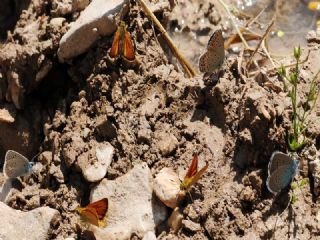 Siyah Antenli Z�pz�p&nbsp;(Thymelicus&nbsp;lineolus)
