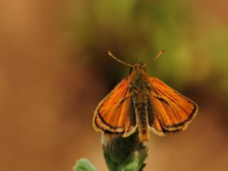 Siyah Antenli Zpzp (Thymelicus lineolus)