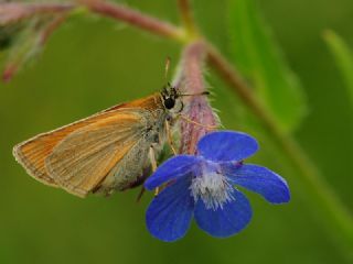 Siyah Antenli Zpzp (Thymelicus lineolus)