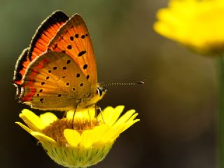 Osmanl� Ate�i&nbsp;(Lycaena&nbsp;ottomanus)