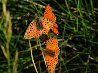 Balkan Menek�e Kelebe�i&nbsp;(Clossiana&nbsp;graeca)