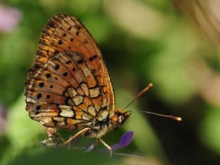 ift Noktal Brentis (Brenthis hecate)