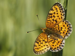 ift Noktal Brentis (Brenthis hecate)