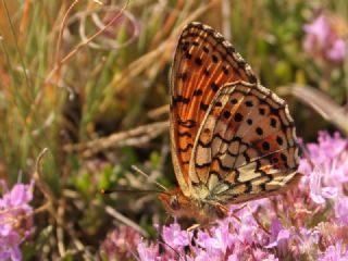 ift Noktal Brentis (Brenthis hecate)