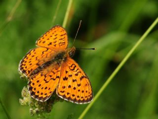 ift Noktal Brentis (Brenthis hecate)